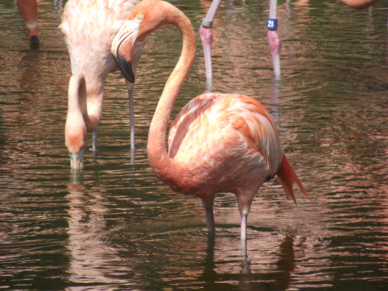 Yes, This flamingo !