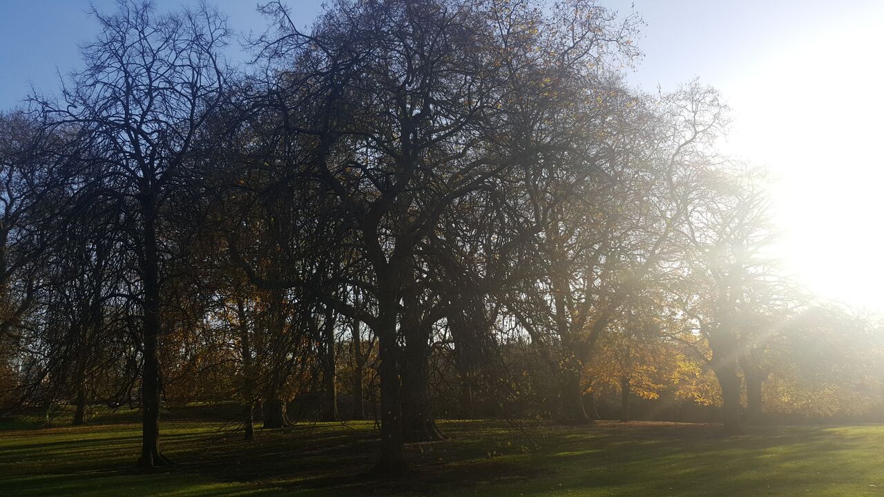 Sun and St James Park - SW1